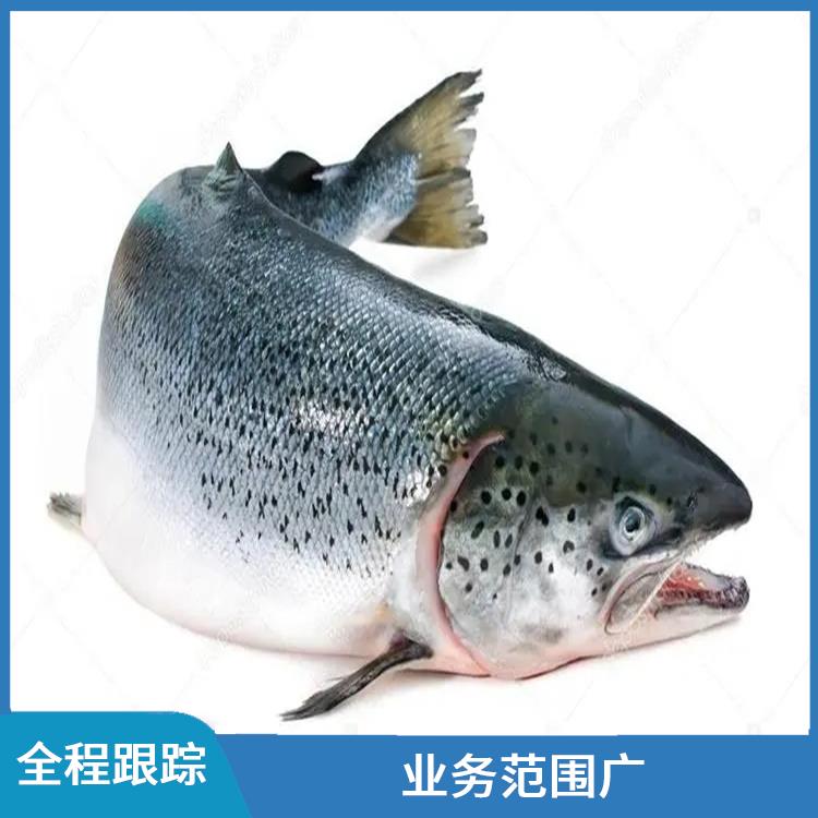 深圳沙丁鱼进口清关咨询 通关效率高 处理方式灵活