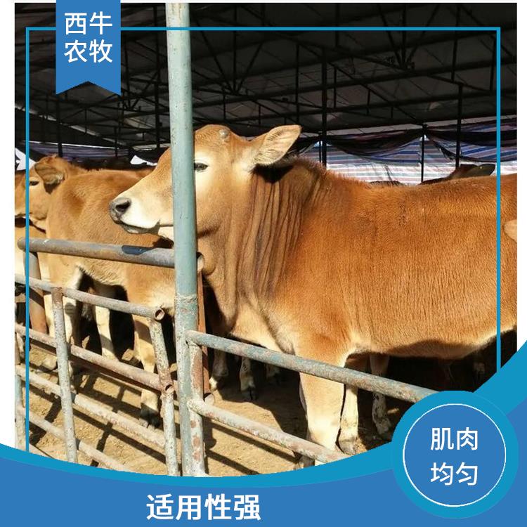 日照改良肉牛养殖基地 养殖技术指导