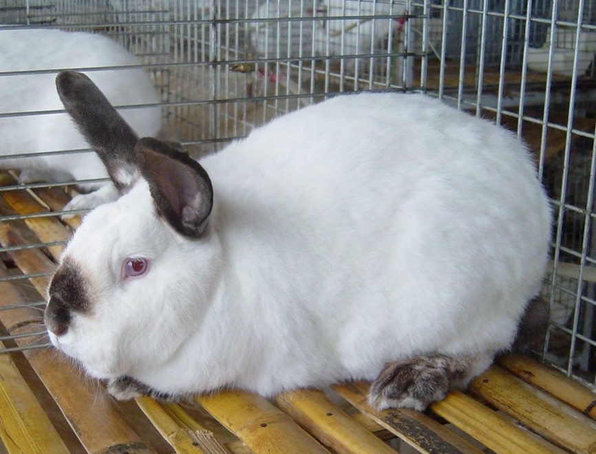 养兔子窝怎么搭建好自制不用清理的兔子窝如何搭建兔子窝