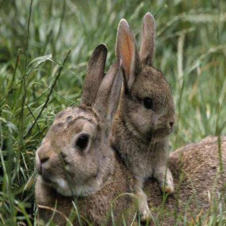 在哪里能买到利昂兔苗收购价格能长多重创业养殖肉兔子靠谱吗