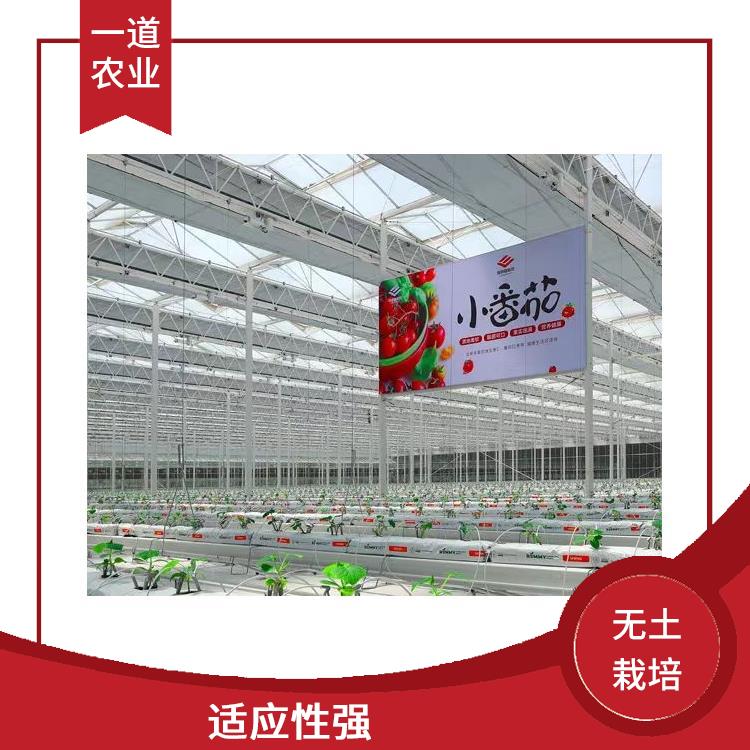 呼和浩特无土栽培温室厂家 荷兰无土栽培种植
