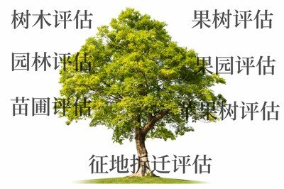 芜湖苹果树拆迁评估，梨树拆迁评估，桃树拆迁评估