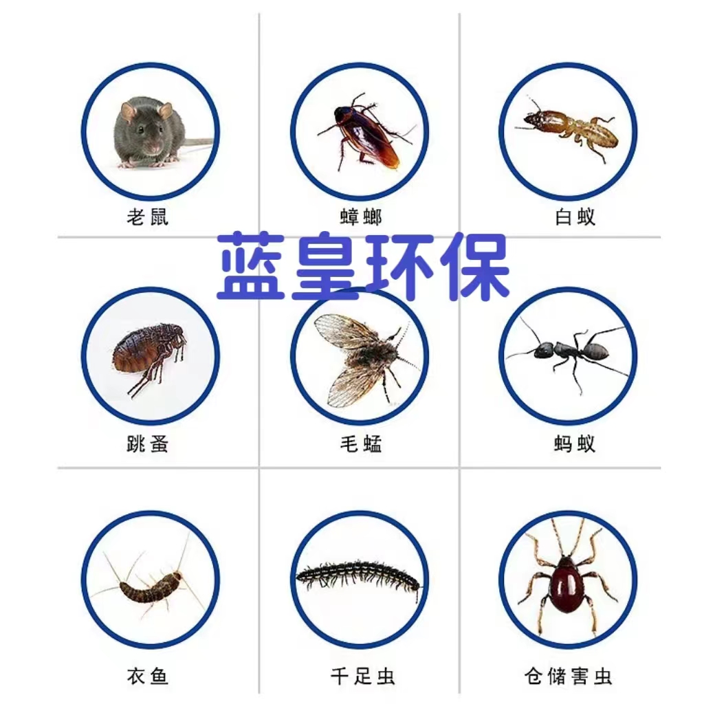 上海除蟑螂灭蚊蝇除跳蚤灭白蚁 找上海蓝皇环保