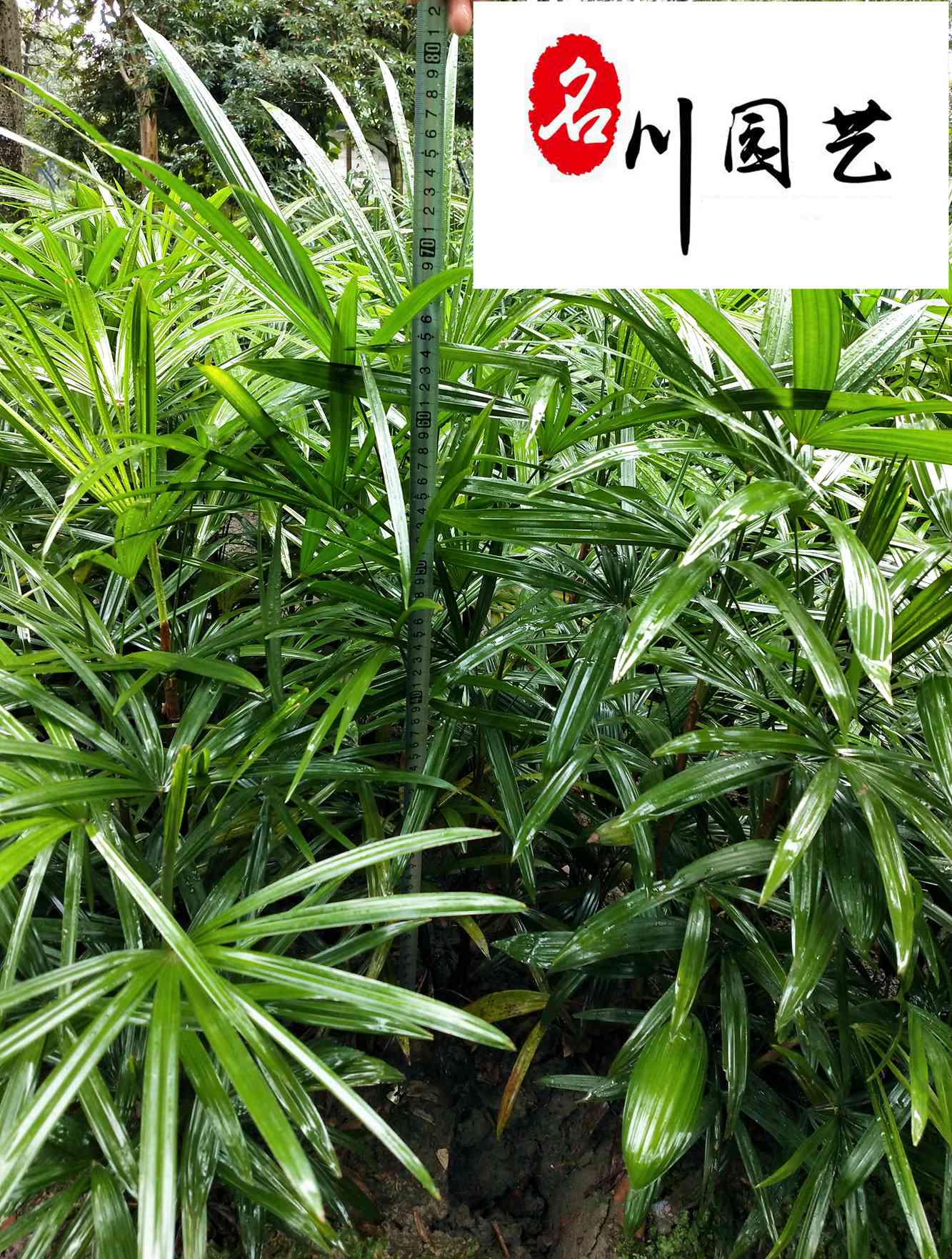 棕竹优惠处理 成都棕竹苗木批发基地 园林绿化观赏竹 小区庭院造景