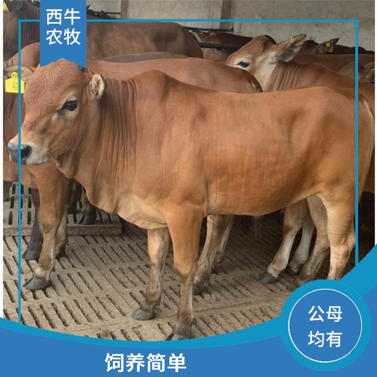 芜湖改良肉牛养殖基地 基地现货直供