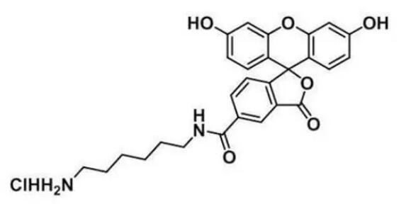 FAM amine, 5-isomer   00