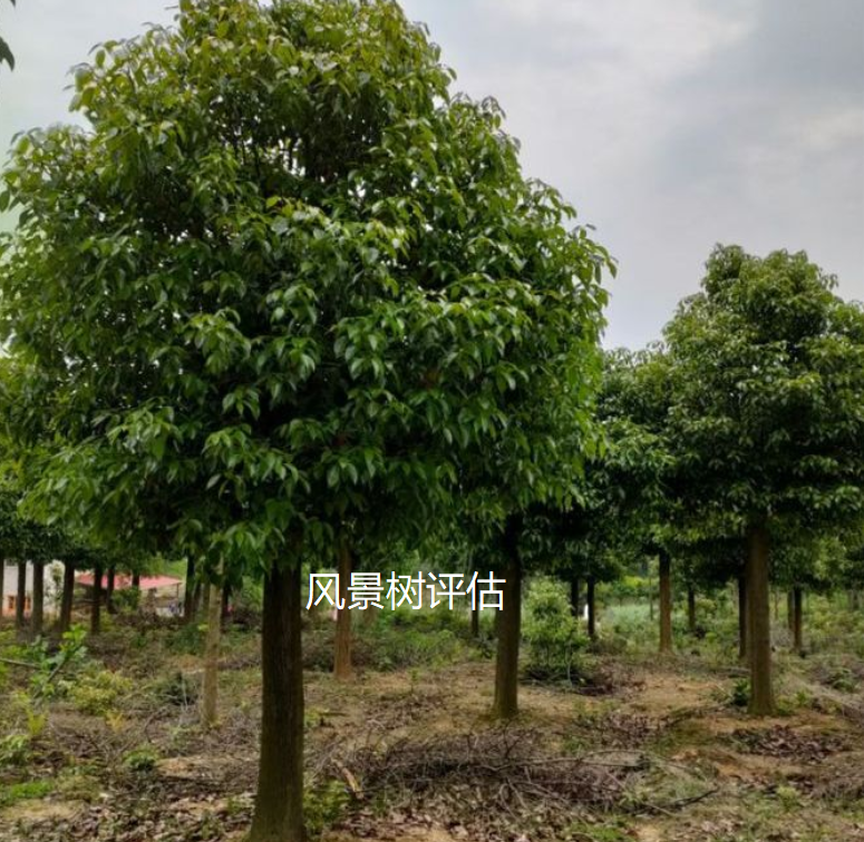 四川巴中林地资源价格评估和资产价值评估森林树木价格评估