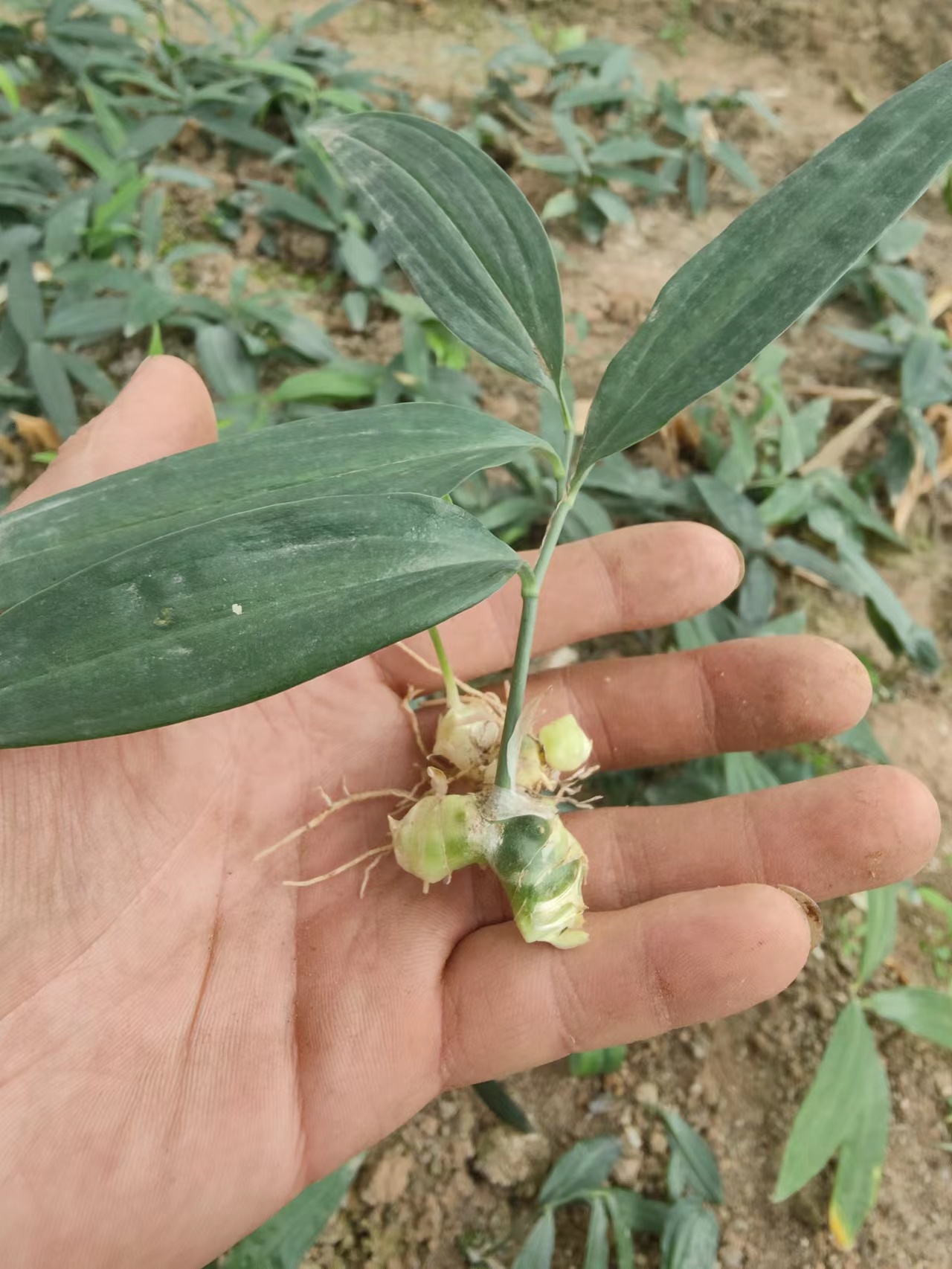 普洱倒苗黄精小苗