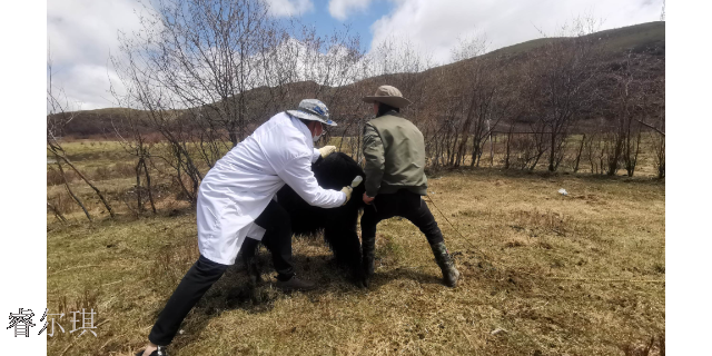藏区牦牛的体内吸虫治理 服务为先 四川睿尔琪科技供应
