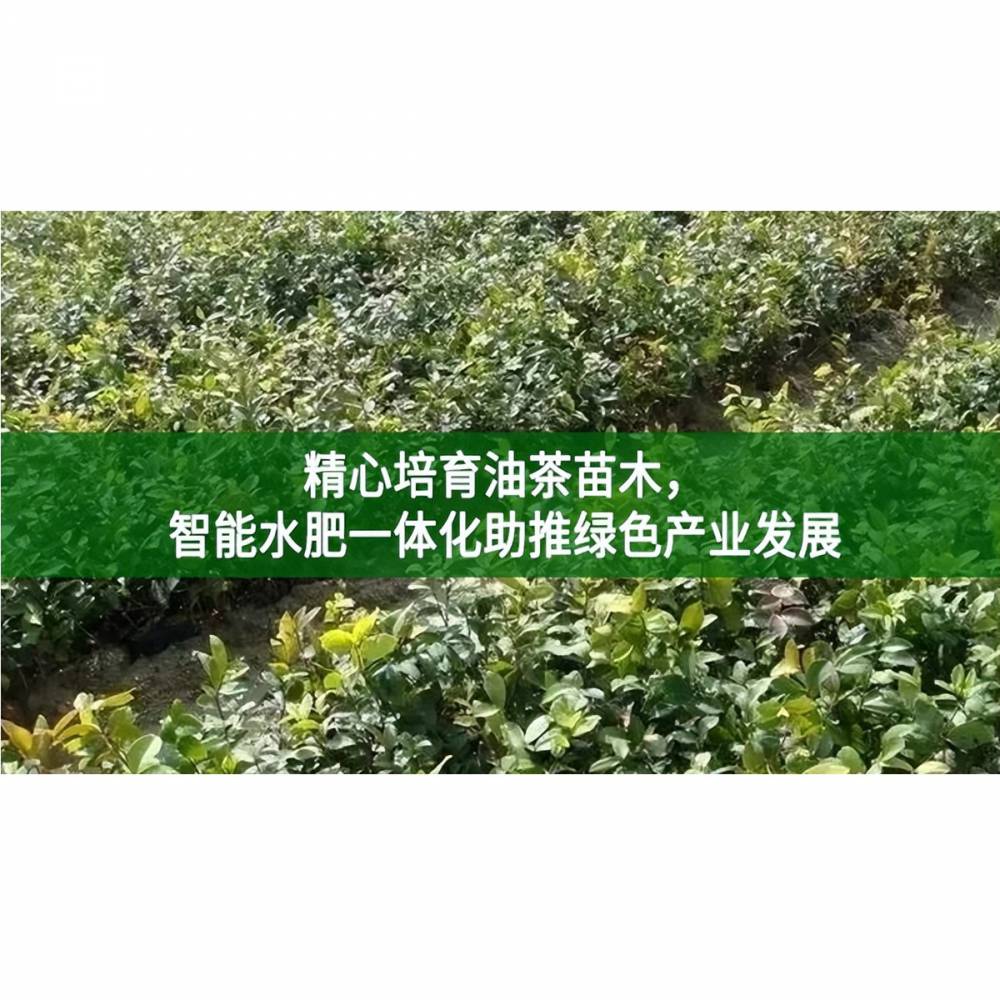 油茶智能水肥一体化灌溉施肥全自动定时定量施肥机省人工施肥器