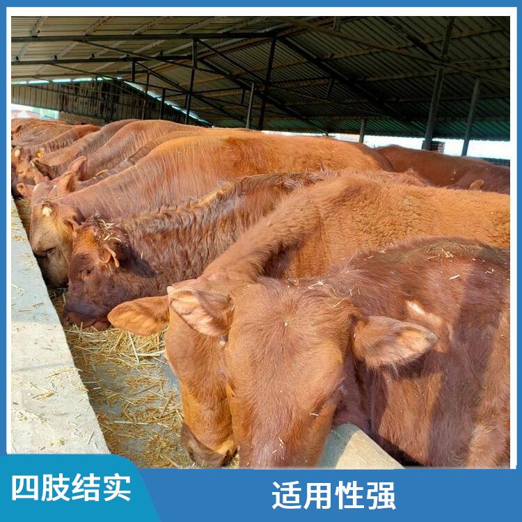 咸阳利木赞牛犊养殖 养殖技术指导