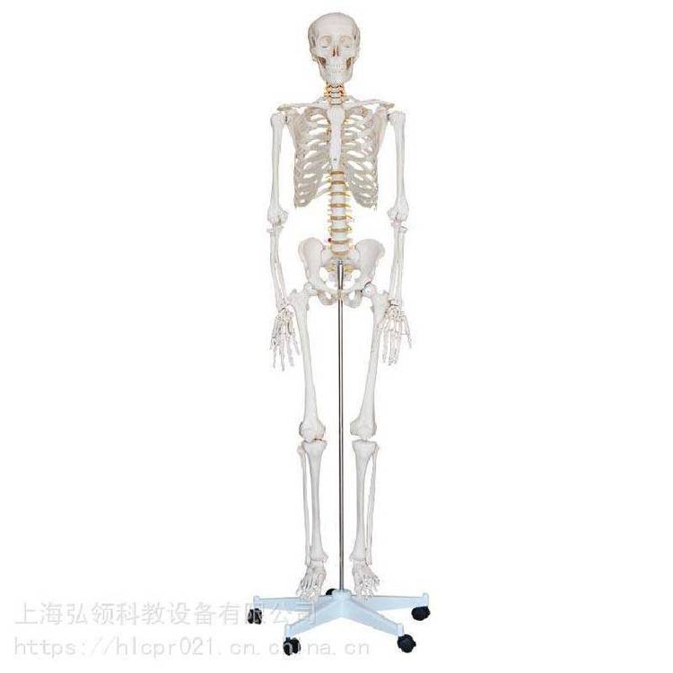 弘领人体骨骼模型180cm韧带肌肉起止点神经椎间盘脊椎医学用骨架170