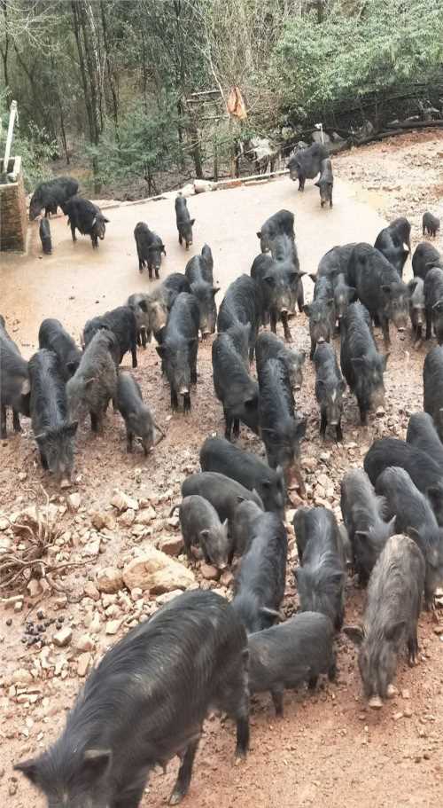 大规模永胜生猪养殖农户