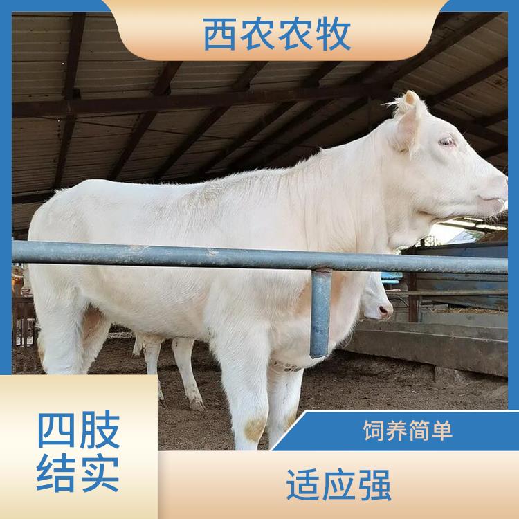 江苏夏洛莱牛价格 适用性强 养殖场常年供应
