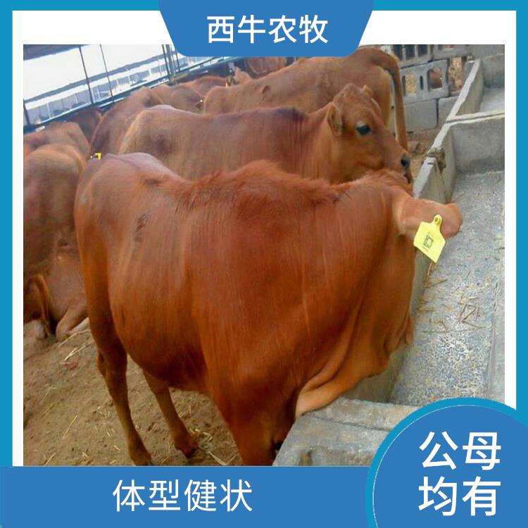 晋城改良黄牛价格 体型健状