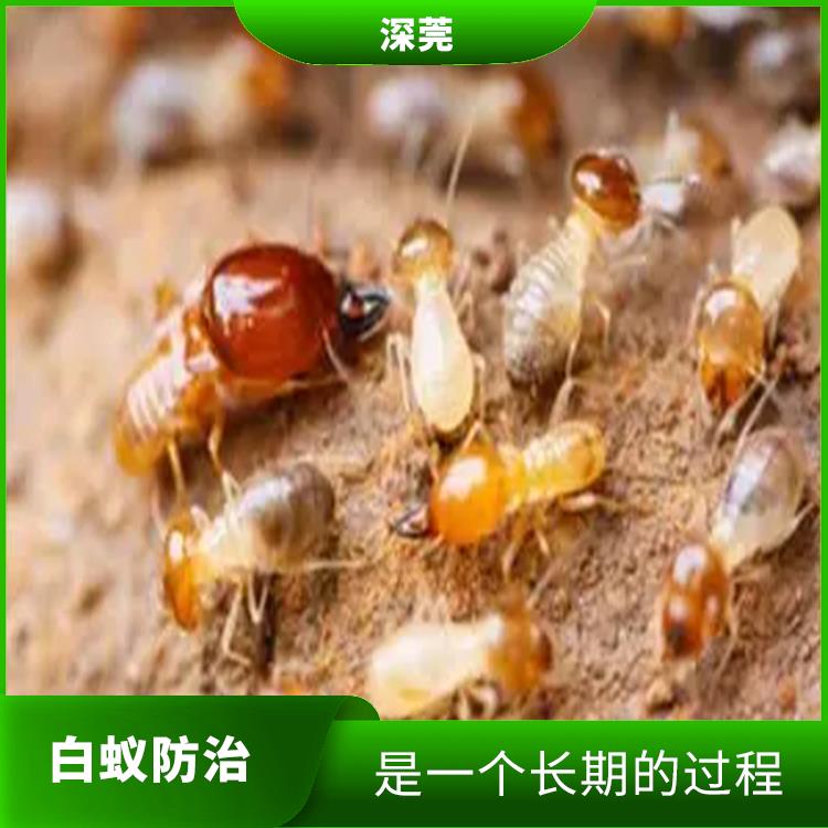 樟木头白蚁灭治联系电话 是一个长期的过程 需要依靠科学的方法和技术