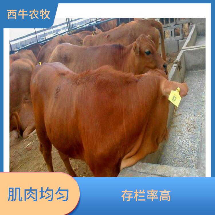 辽宁改良黄牛价格 肌肉均匀 改良肉牛犊基地