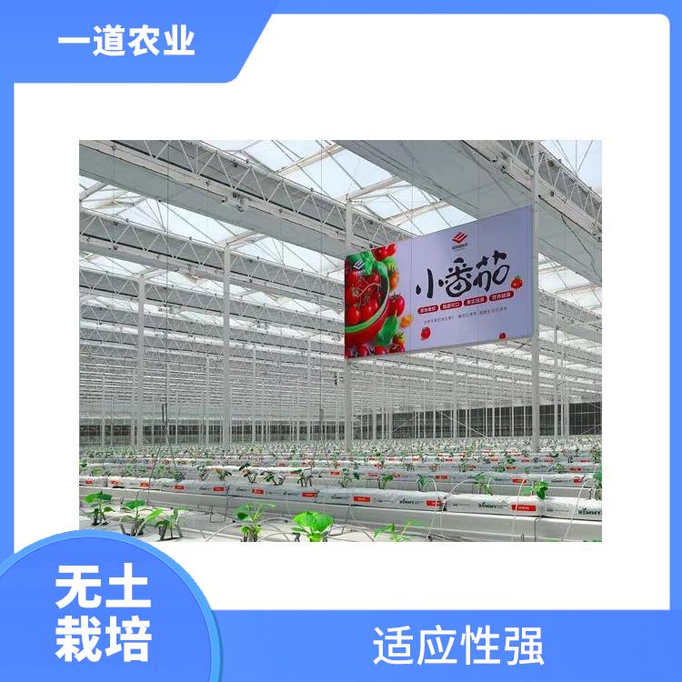 无土栽培种植 提高产量 银川无土栽培种植大棚