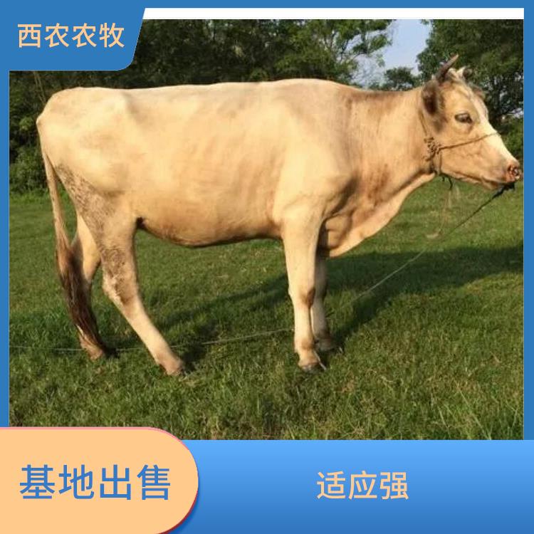 贵州夏洛莱牛犊养殖基地 肌肉均匀