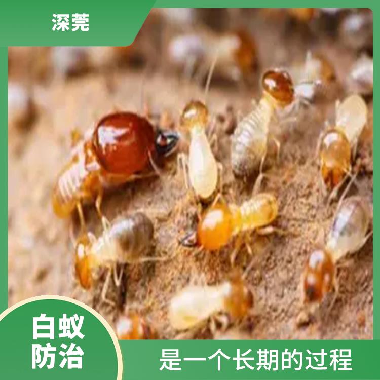 福田白蚁灭治收费 是一个长期的过程 需要使用环保的防治方法和材料