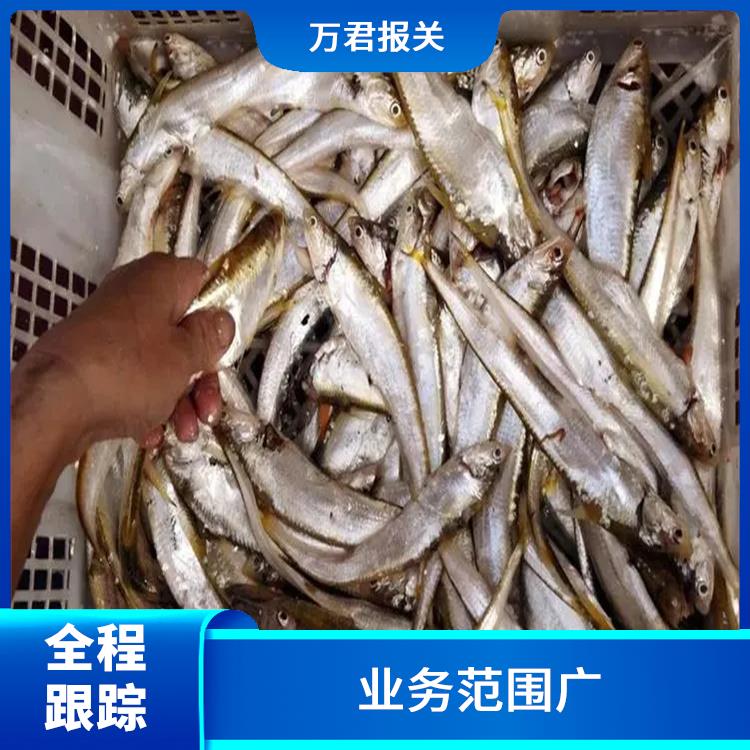 深圳黄姑鱼进口清关电话 量大量小均可接 服务质量高