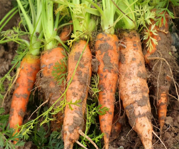 胡萝卜农残检测方法有哪些 清远市胡萝卜农残检测多少钱