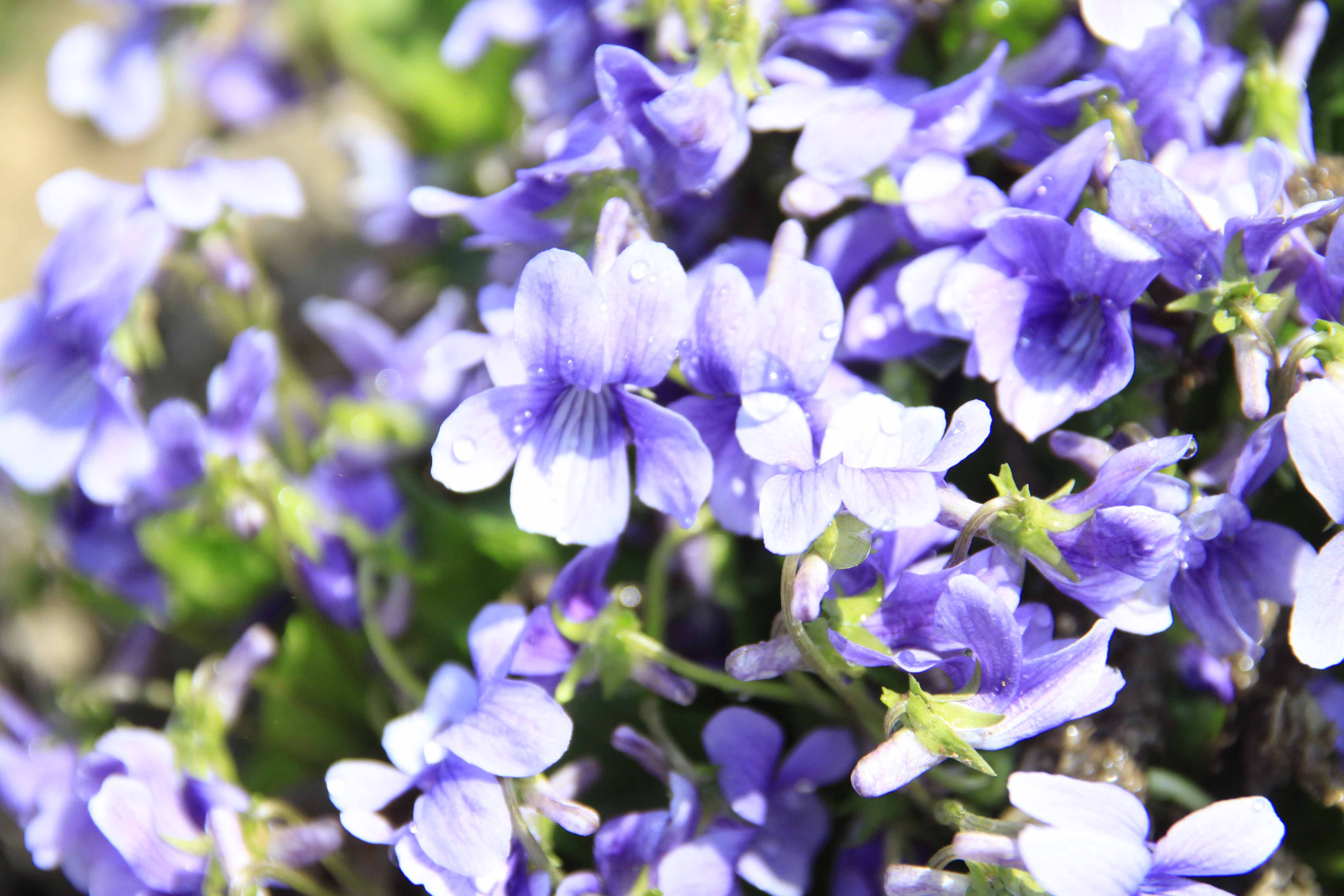 供应紫花地丁花卉种子