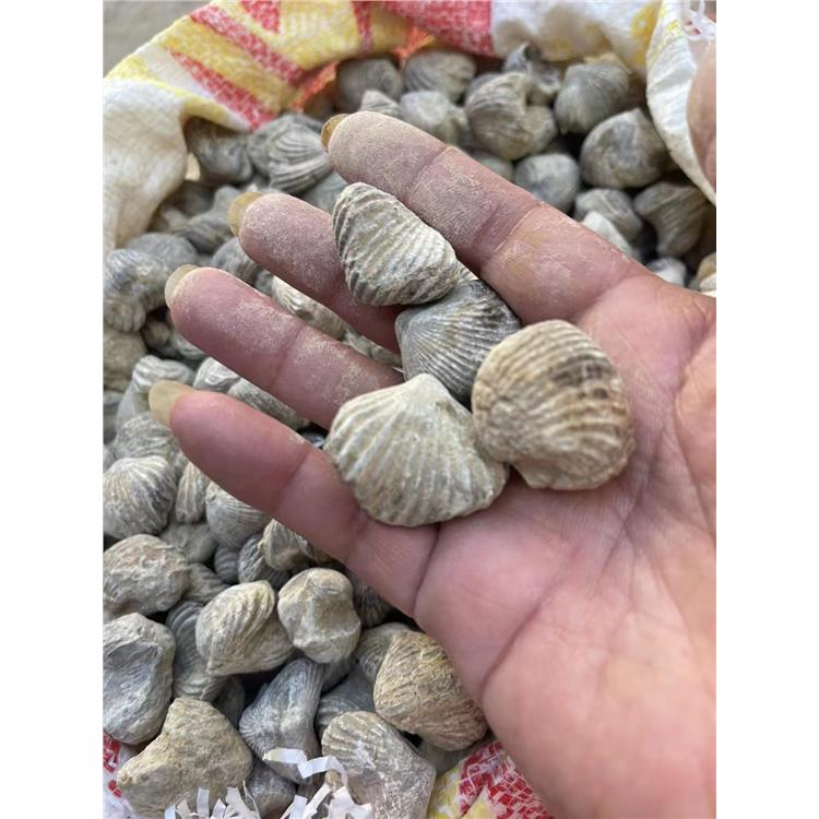 深圳|化石化石标本进口国外供应商