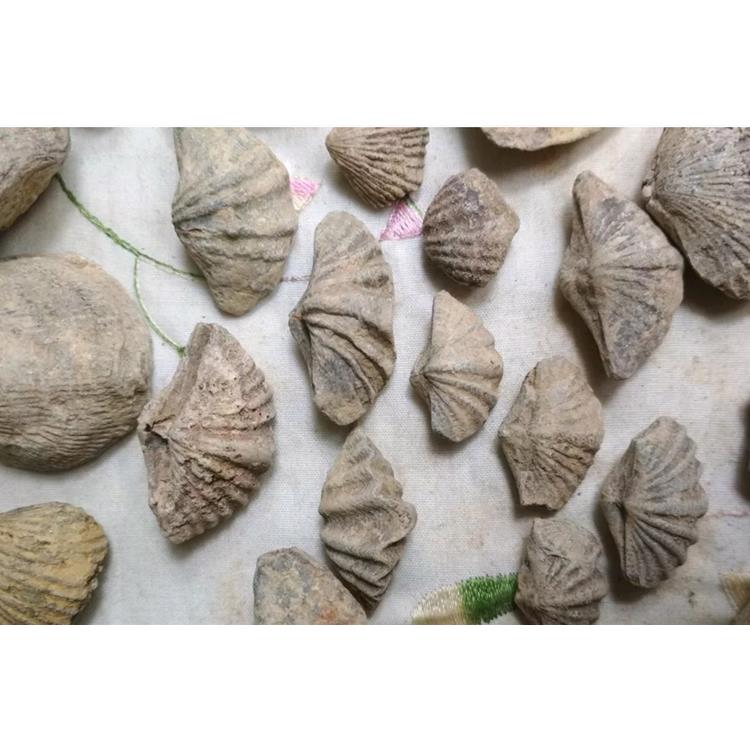 青岛港|化石化石标本进口清关资料以及注意事项|询问回复快