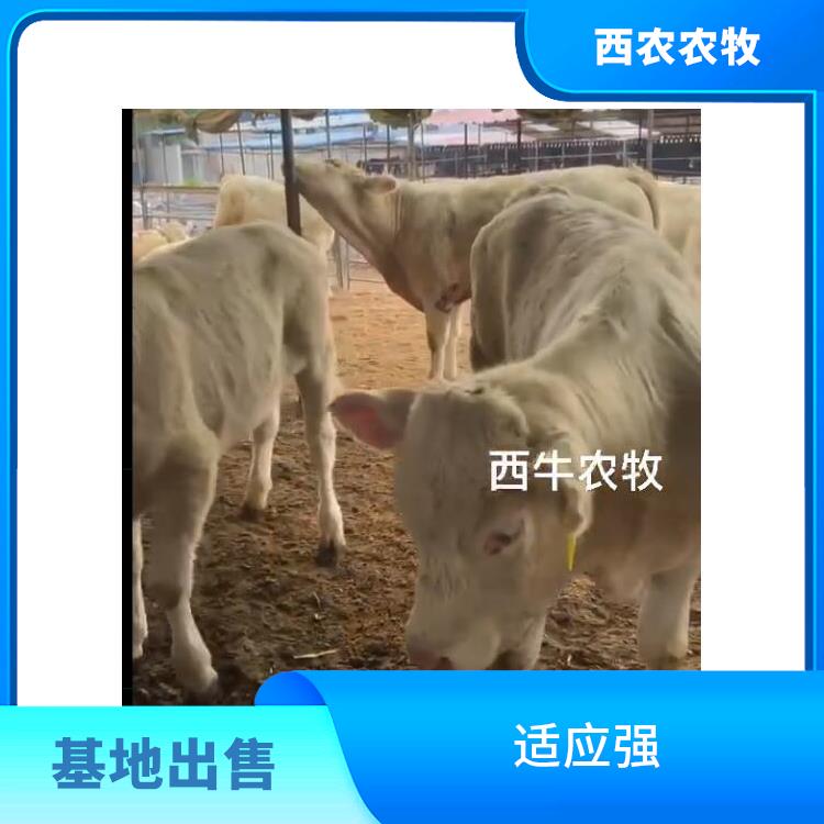 安庆夏洛莱牛犊养殖基地 基地现货直供 夏洛莱牛价格