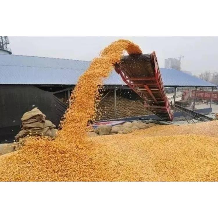 深圳长期收购玉米厂家