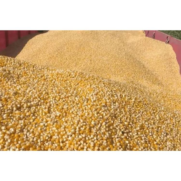 深圳长期收购玉米