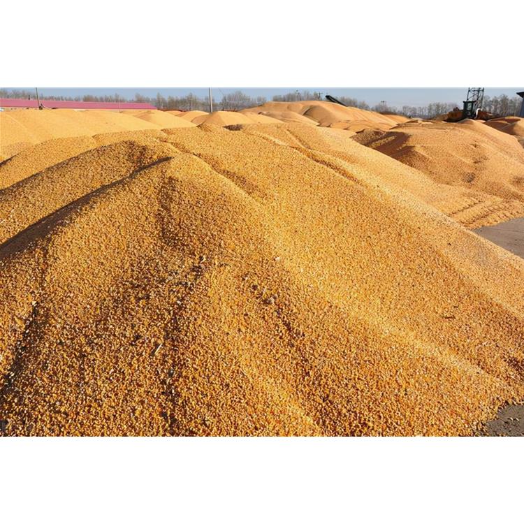 天津玉米收购公司厂家