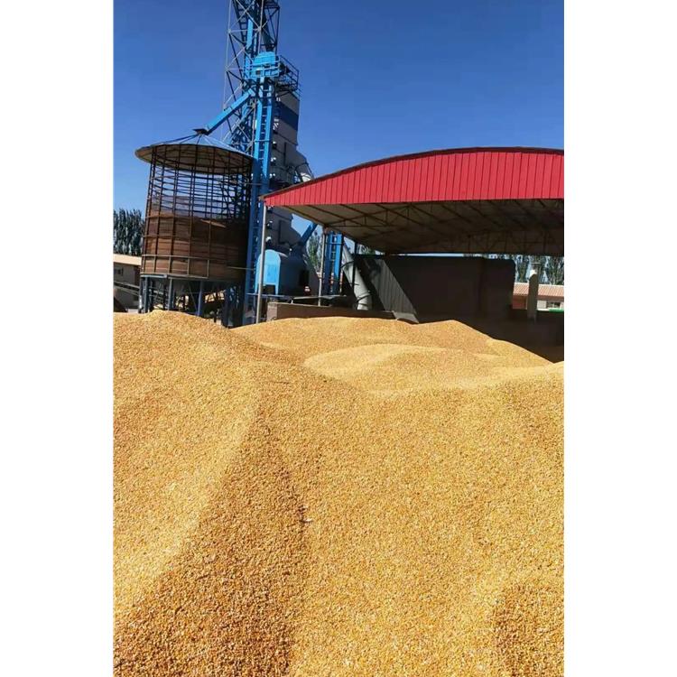 杭州大量收购玉米