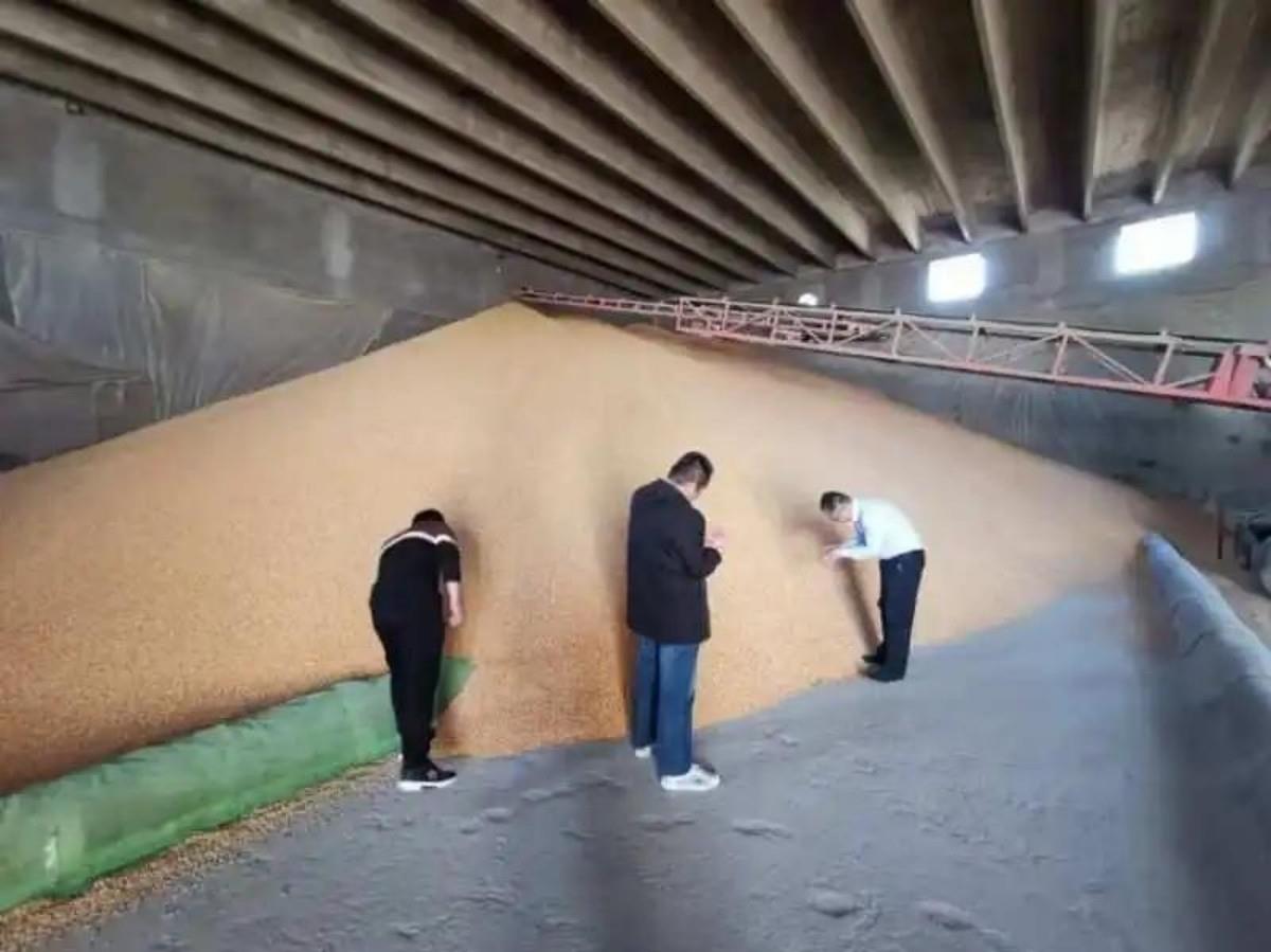 深圳长期收购玉米