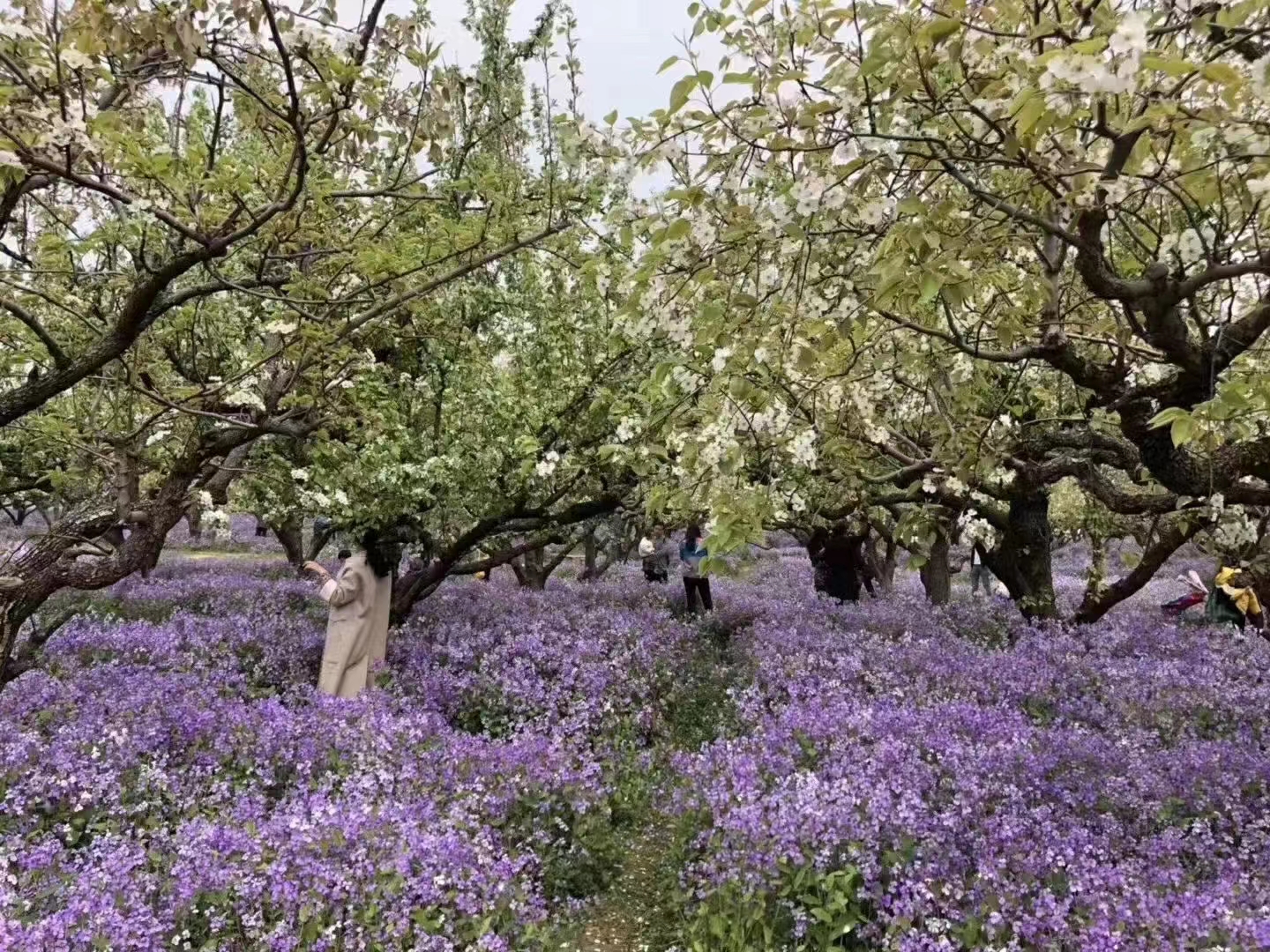 草花种子