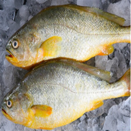 海鲜-冷冻海鲜-供应各种鱼类海鲜冷冻海产品