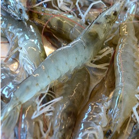 海鲜-冷冻海鲜-供应各种虾类海鲜冷冻海产品