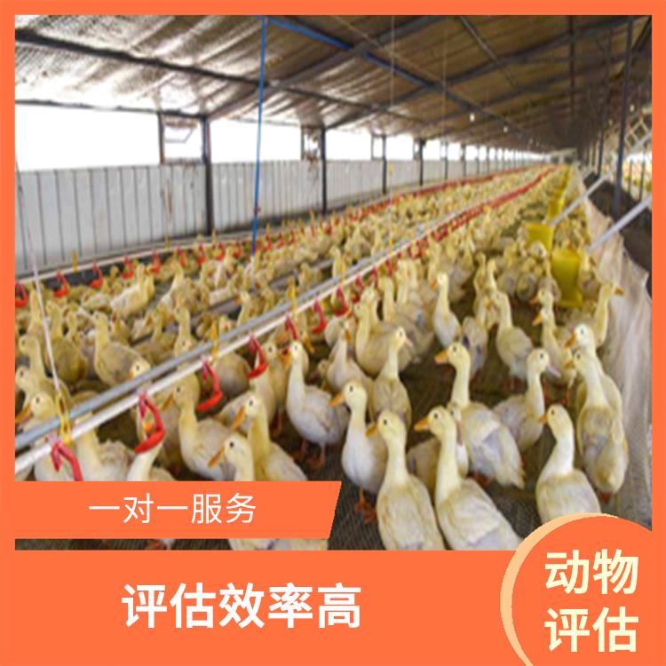 重庆市母猪评估 报告严谨 服务完善