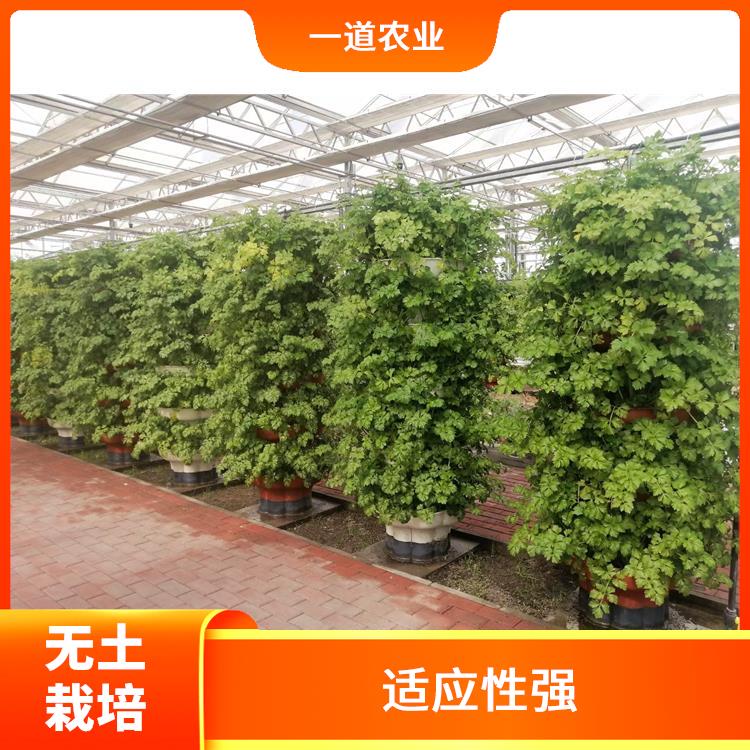 哈尔滨无土栽培种植厂家 荷兰无土栽培种植 节约资源