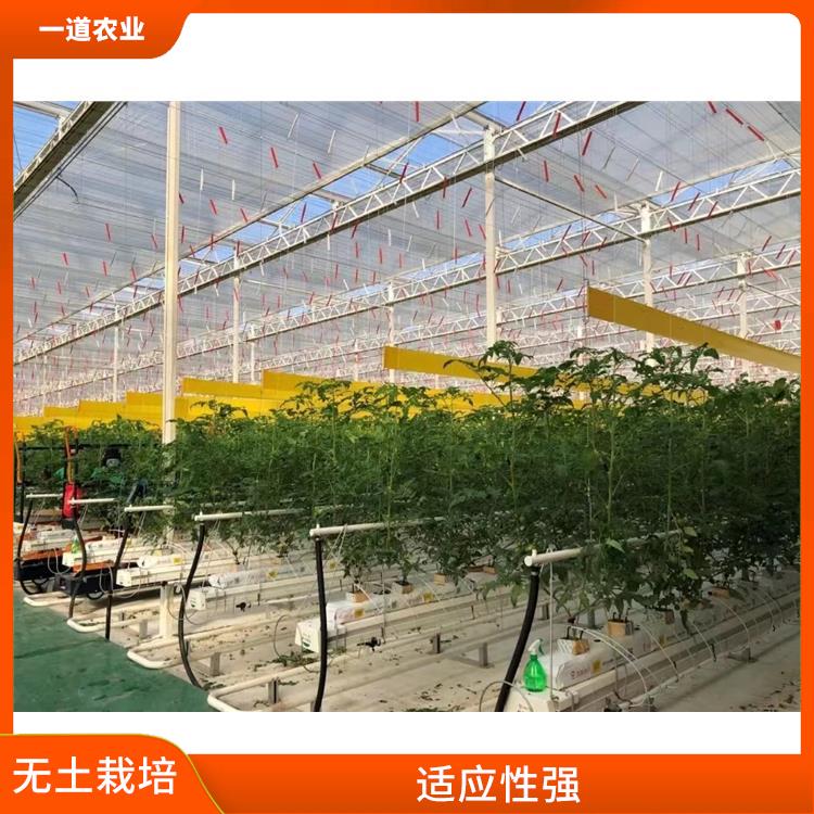 乌鲁木齐现代化无土栽培 无土栽培种植 节约资源