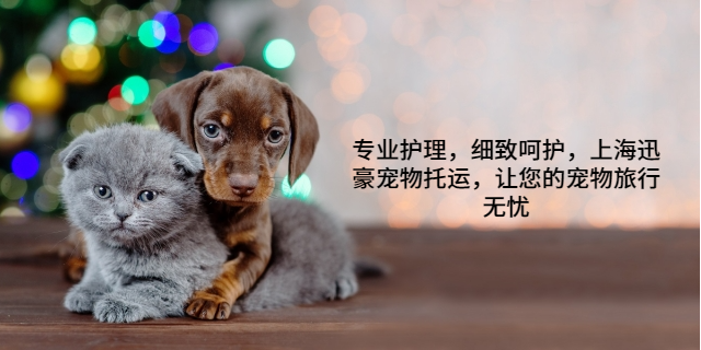 天津专业宠物托运 上海迅豪企业管理供应