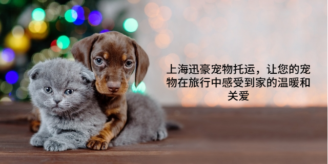 贵阳高质量宠物托运 上海迅豪企业管理供应