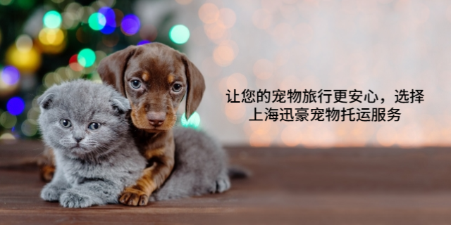 吉林高质量宠物托运 上海迅豪企业管理供应