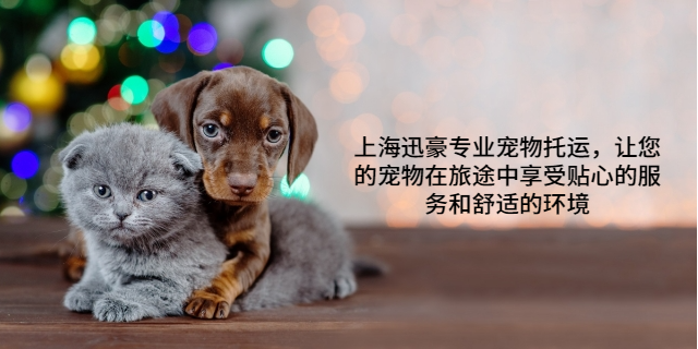 杭州国内宠物托运 上海迅豪企业管理供应