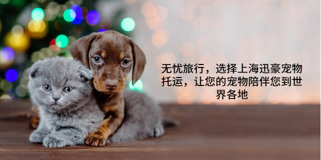 长春长距离宠物托运 上海迅豪企业管理供应