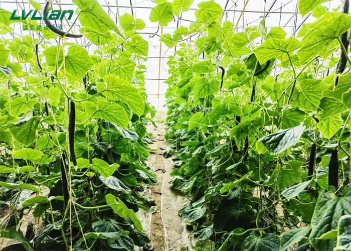 温室大棚果蔬种植管理方法