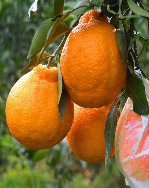 昭通柑橘供应