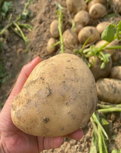 昆明土豆供应