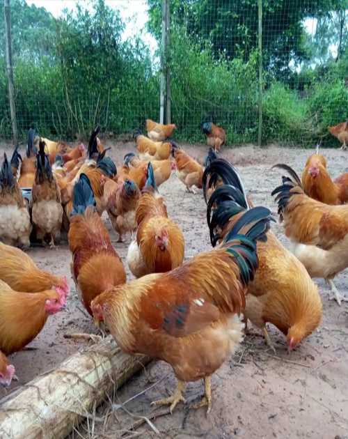 重庆本地散养土鸡养殖